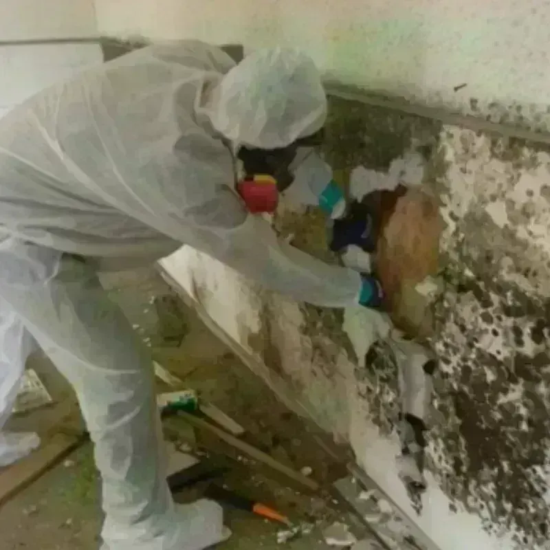 Mold Remediation and Removal in Moncks Corner, SC